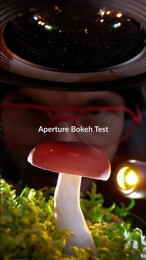 Macro Bokeh Aperture Test