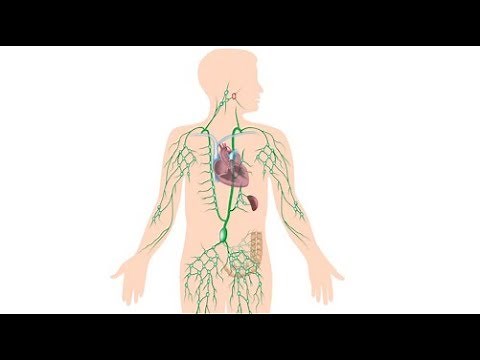 Lymphatic System: Facts, Functions & Diseases