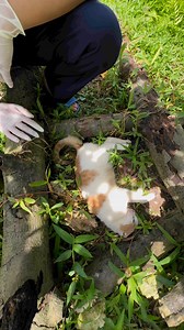 Rescue sick mother cat in the garden. Watch the full rescue video on our facebook page. #PetRescue #DogRescue #CatRescue #AdoptDontShop #AnimalRescue #RescuePets #SaveTheAnimals #AdoptAPet #FosterPets #RescueDogs #RescueCats #AdoptablePets #RescueAnimals #AnimalShelter #PetAdoption #mice #mouse | LTT Animals