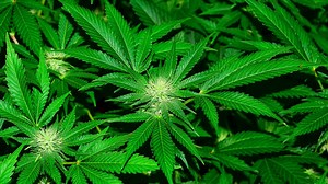 Medical cannabis for veterans cost Ottawa $75M last year - National | Globalnews.ca