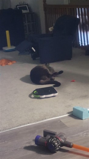 cat marking territory or just being happy and playful?