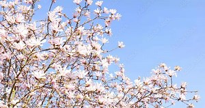 beautiful magnolia tree with blue sky in spring