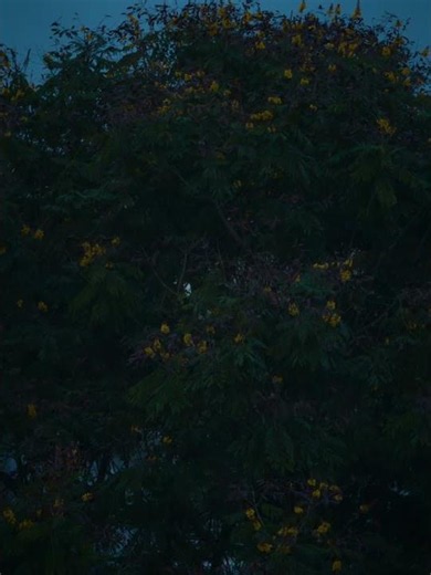 Nature cloudy photoshoot evening with bird sound part 01