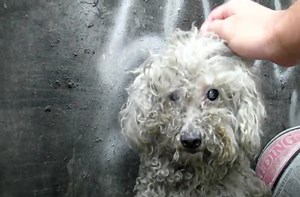 Blind homeless dog rescued.