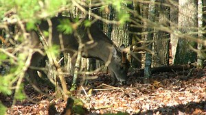 Free Hunting Day! Tennessee residents won't need a license to hunt on Saturday