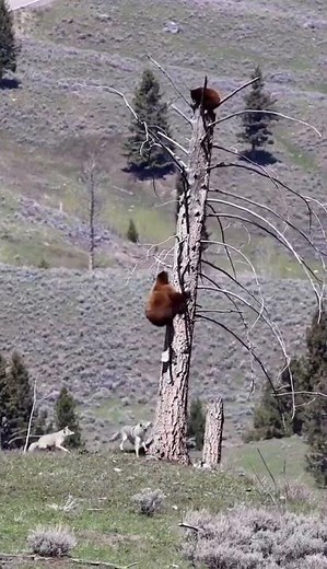 Wolves vs Bears #wolf #bear #wildlife
