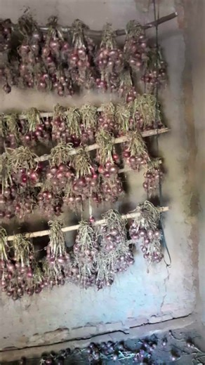 10K views · 141 reactions | #onion #drying #trending | Henry The Tomato Farmer | Facebook