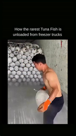 KNOWLEDGE | DECODED on Instagram: "Unloading rare tuna from freezer trucks is a process built around speed, temperature control, and careful handling. The fish are kept frozen solid from the moment they’re caught, preserving texture and quality, and every second outside controlled conditions matters. As the truck doors open, workers move quickly, transferring each tuna onto insulated carts or conveyors to prevent any warming. What makes the operation so precise is the value of the fish. High-gra