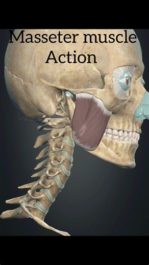 Masseter muscle |Action || Mandible _ protection #anatomy #humanskull #science