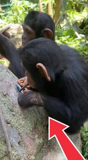 This Animal Uses Tools Like Humans! 🧰🐒