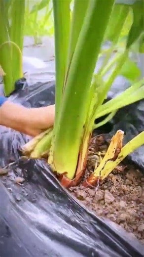 Smart Techniques for Tying Aquatic Plants