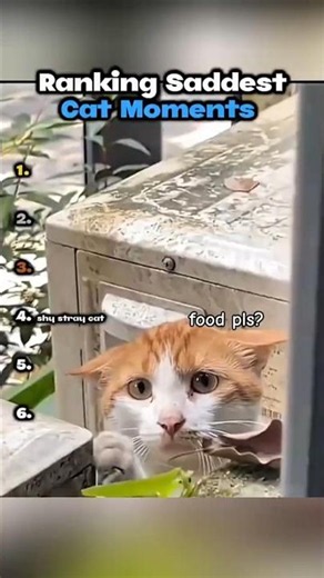 Try not to cry 😢 #cat #sad