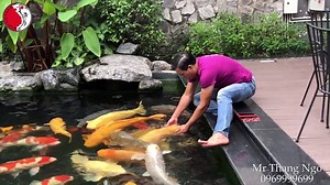 99K views · 1.4K reactions | Big and Colourful Koi Fish!  Credit: Youtube @Thang Ngo - Ruby Koi Farm youtu.be/j9gF3NfEL6E www.atarikoi.com.my | Atarikoi Tropicana Sdn Bhd | Facebook