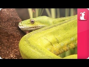 Bindi & Robert Irwin feature - Green Tree Python (Scott) - Growing Up Wild.