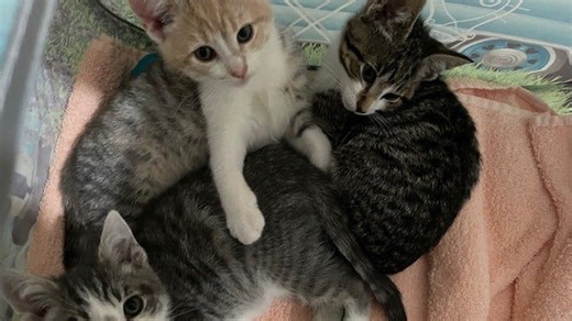 We caught up with the kittens who went missing from a Bergen foster, they're doing great!