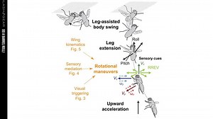 Study Shows How A Fly Lands On A Ceiling (With Slo-Mo Video) - SlashGear