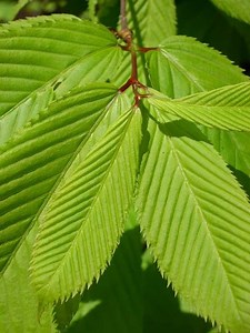 Acer carpinifolium - Alchetron, The Free Social Encyclopedia