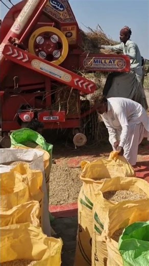 Watch How Farmers Process Rice 🌾🚜 (Satisfying) #shorts #farming #rice #agriculture