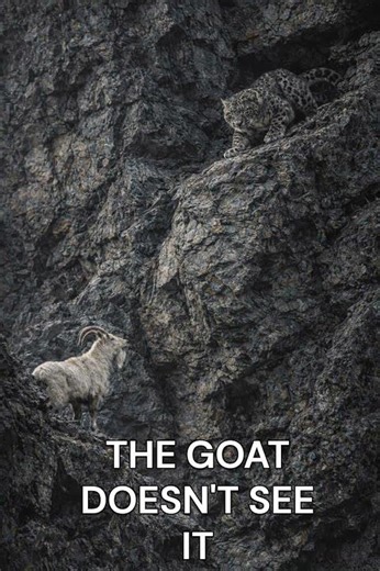 Snow Leopard Jumps From a Cliff… 🐆