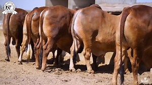 3.8K views · 892 reactions | CALL : 03000455744 YOU ALL WANTED BEST ANIMALS AT AFFORDABLE PRICES RIGHT ...  MODEL CATTLE FARM BRINGS YOU QUALITY BREED CATTLE'S AT EASY GOING PRICES FOR BAKRAEID ❤ FROM SAHIWAL BULLS TO CHOLISTANI BULLS , BRAHMANS TO ALL DESI BREEDS AVAILABLE AT OUR FARM ALHAMDULILLAH  VISIT MODEL CATTLE FARM & BOOK YOUR RIGHTFUL ANIMAL TODAY ❤ | Cattle of Pakistan.PK | Facebook