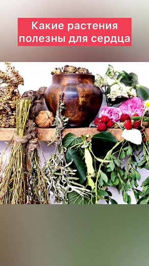 Exploring the Benefits of Various Herbs