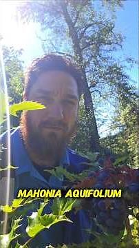 Foraging: Oregon Grape! Mahonia aquifolium - medicinal and edible.
