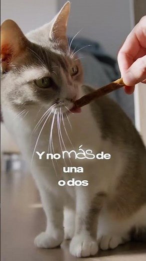 Can your cat eat tuna? The truth you should know #funfacts #cats #cat #gato