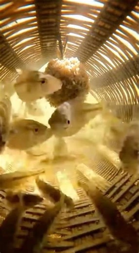 What Happens Inside a Fish Trap?