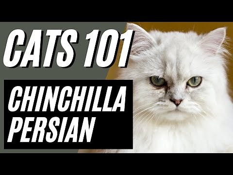 What to Know About Chinchilla Persian Cat | Cats 101