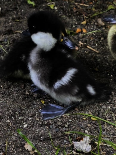 Bufflehead and Baikal teal. Four Baikal teals hatched June 12 in two clutches by parents Pita, Focaccia and Brioche! | Woodland Park Zoo