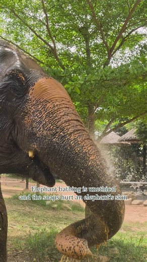 Samui Elephant Sanctuary on Instagram: "Do you know elephant bathing is bad? 👀 🐘 Elephant bathing has become a popular activity amongst tourists, but we're here to speak on behalf of the elephants! In fact, elephant bathing is bad for an elephant's skin. They don't need soap! 🧼 It disrupts their natural chemicals and oils, leading to nasty skin conditions in many cases. Chose hands-off experiences instead 💚🐘 #samuielephantsanctuary #elephant #tourism #tourist #rescueanimals #animalsanctuary
