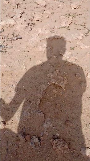 I Was Shocked When I Saw This! Sand-Colored Locusts Completely Invisible in the Desert!