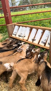 Animal Nutrition goat kid milk replacef from this spring!! Am I crazy for missing the spring!!🥹😢 missing my bottle babies so much #goats #goat #farmas~-001 #asmr #goatfarm | Baya Wild