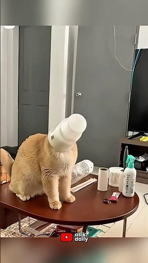 Total Cat Behavior Fails | Funny & Cute Cat Fails Compilation