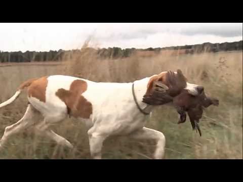 Pointer, caza y competición
