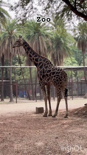 zoo after ages 🌴🫏💕#zooparkhyderabad #animals #childhoodmemories #zoo #weekend