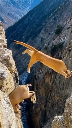 Why the Leopard Reigns Supreme Over the Puma#LeopardVsPuma#BigCats#Wildlife#AnimalKingdom#Predators