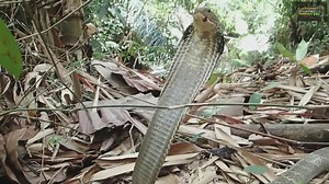 Tracking the world's largest king cobra