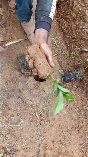 planting coffee plants using a fence system, neatly arranged 😍