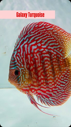 Galaxy Turquoise ✨❤️💙🐟 #Discus #Discusfish #Discusfishindia #Freshwater #mumbai #aquarium #hobby #explorepage #reels #mdg #india | Vicky S