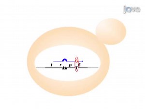 Generation of RNA/DNA Hybrids in Genomic DNA by Transformation using RNA-containing Oligonucleotides