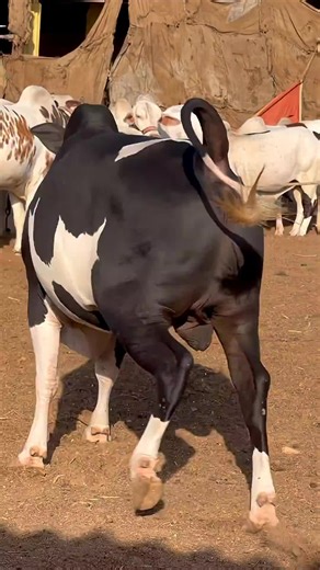 Dance Routine with a Bull: A TikTok Experience