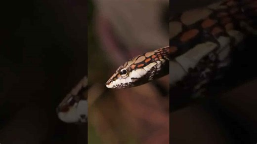 Handling a Rare Rear-Fanged Snake Up Close