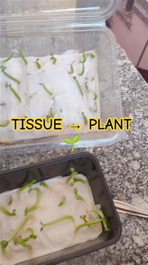 From Tissue Paper to Pot | Adenium Seedlings