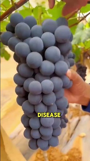 Grapes A Healthy Treat