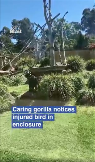 Gorilla gently checks on injured bird in enclosure