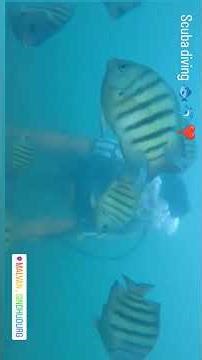 scuba diving at malvan