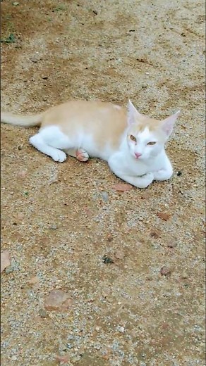 cute cat lovely moments😻 lovely mood🐈#cat videos #trending#shorts#viral #animal