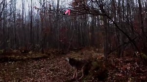 8.9K views · 227 reactions | There is a wolf sanctuary just an...