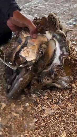 Giant Oyster Surprise😦😱#fishing #fish #shorts #shortsfeed #ytshorts #viral #trending #fyp